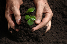 Plantando un árbol