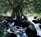 Nacimiento del Riofrío