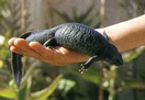 Gallipato (Pleurodeles Walt)